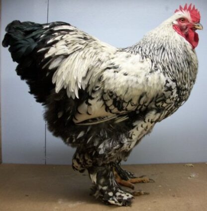 Silver Laced Standard Cochin Chicken Cockerel