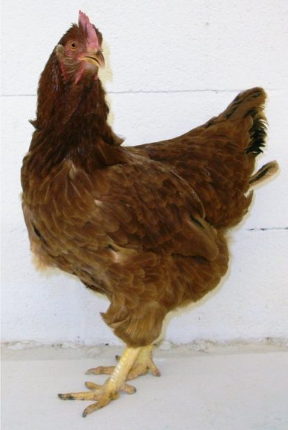 Red Sex Link Chicken Hen offspring of the cross between Rhode Island Red Chicken Rooster and Delaware Chicken Hen.