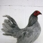 Self Blue Old English Game Bantam Rooster