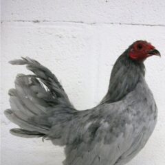 Self Blue Old English Game Bantam Rooster