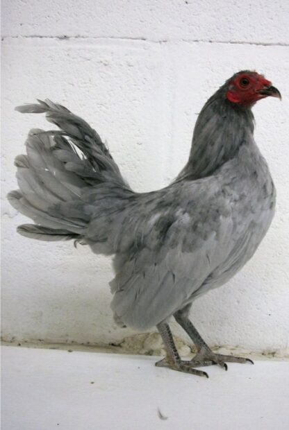 Self Blue Old English Game Bantam Rooster