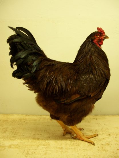 Buckeye Chicken