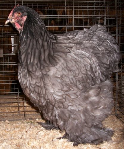 Blue Cochin Hen Standard Chicken