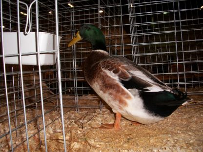 Welsh Harlequin Duck