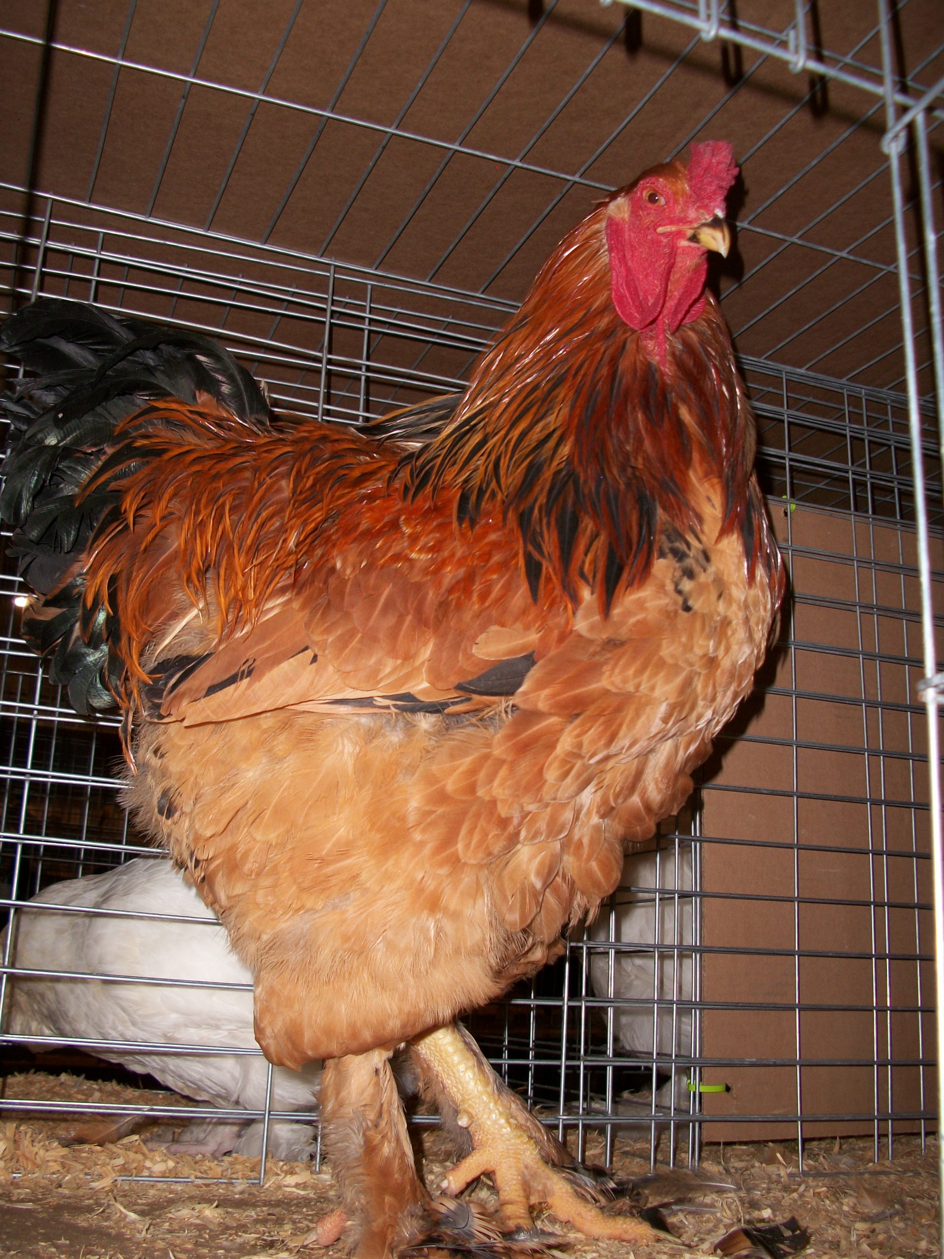 Buff Brahma Chicken