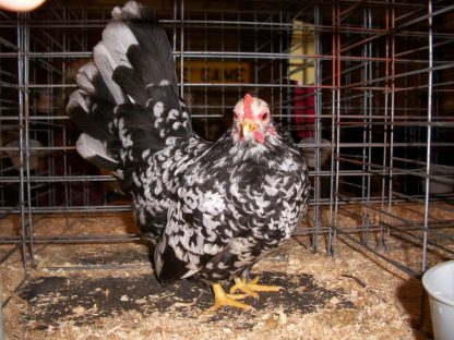 Mottled Japanese Bantam Chick