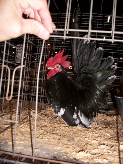 Mottled Japanese Bantam Chick