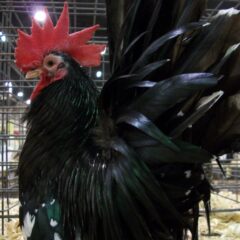 Mottled Japanese Bantam Rooster