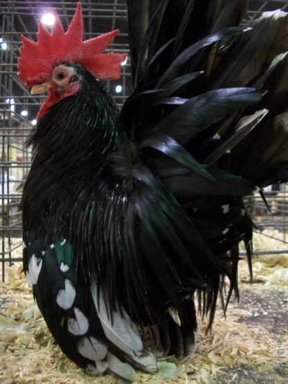 Mottled Japanese Bantam Rooster