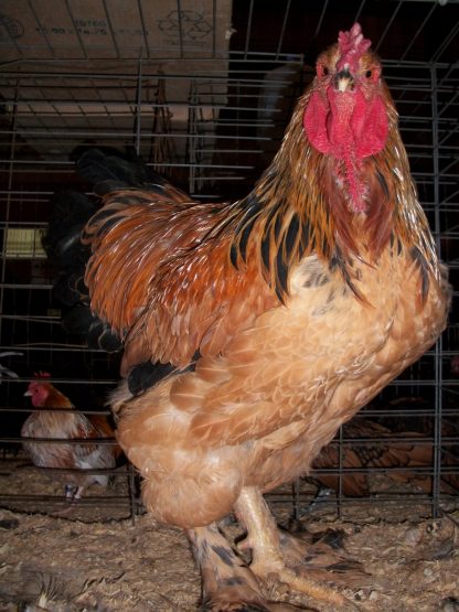 Buff Brahma Chicken