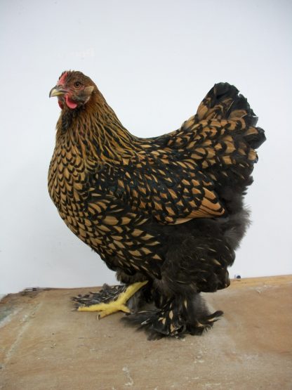Golden Laced Cochin Chicken