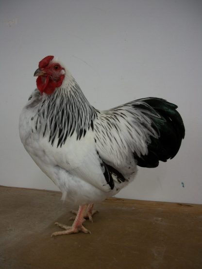 Columbian Wyandotte Bantam