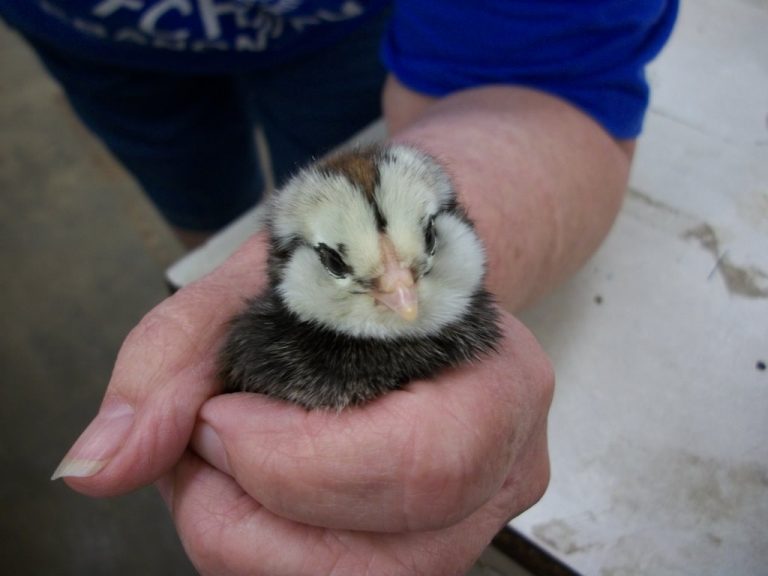 Easter Egger Chickens & Baby Chicks for Sale Cackle Hatchery®