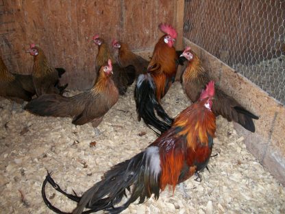 Black Breasted Red Phoenix Bantam