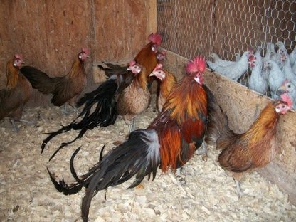 Black Breasted Red Phoenix Bantam