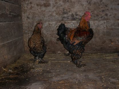 Golden Laced Cochin Chicken