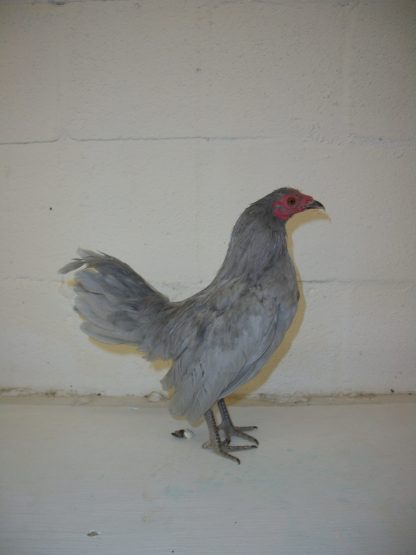 Self Blue Old English Game Bantam Chicken