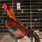 Black Breasted Red Aseel Rooster Chicken Breed