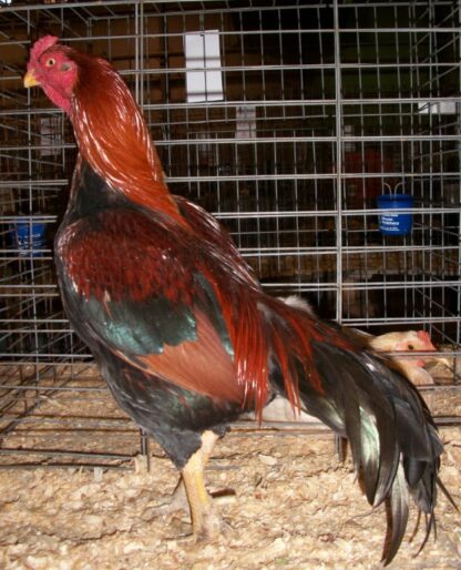 Black Breasted Red Aseel Rooster Chicken Breed