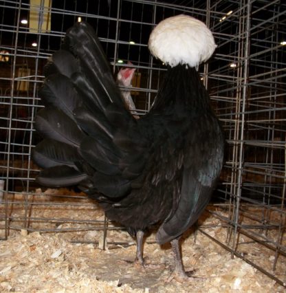 White Crested Black Polish Chicken