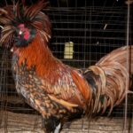 Golden Laced Polish Chicken Rooster