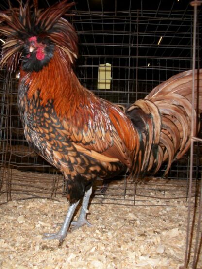 Golden Laced Polish Chicken Rooster