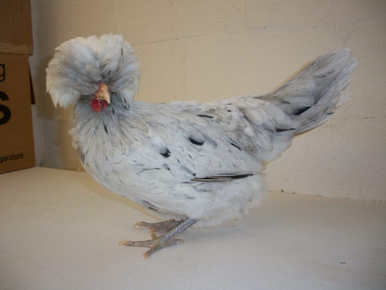 Splash Polish Chicken for Sale