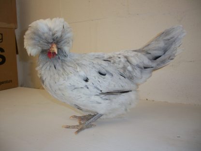 Splash Polish Chicken for Sale