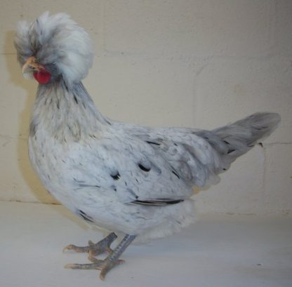 Splash Pullet Standard Chicken