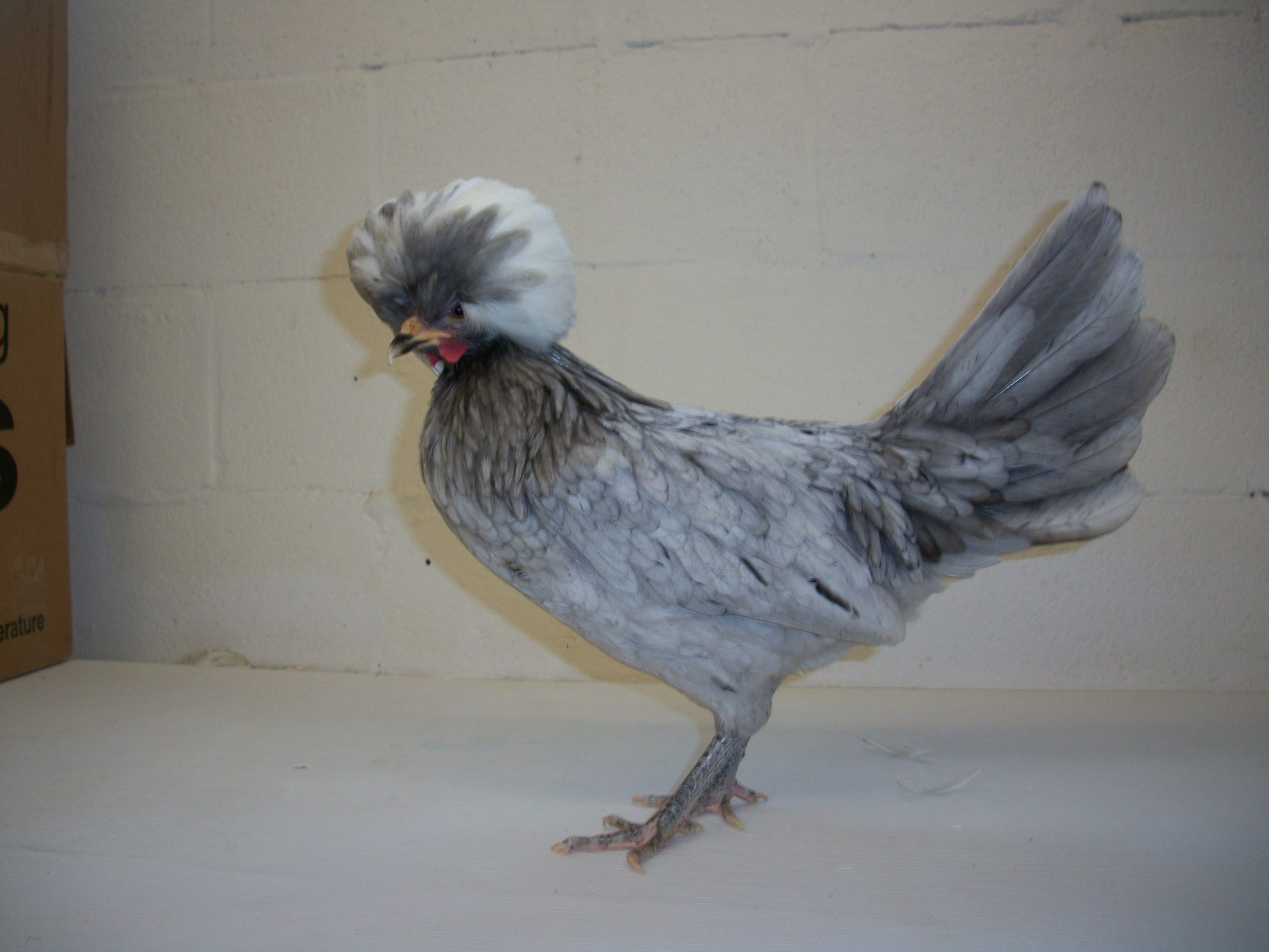 White Crested Blue Polish Chicken For Sale Cackle Hatchery®