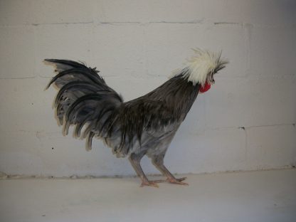 White Crested Blue Polish Chicken for Sale