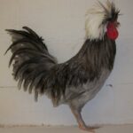 White Crested Blue Polish Chicken