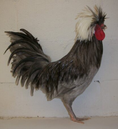 White Crested Blue Polish Chicken