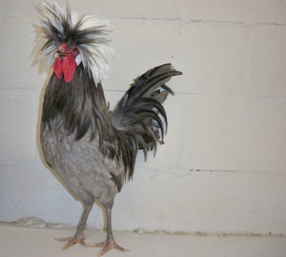 White Crested Blue Polish Chicken