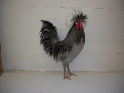 White Crested Blue Polish Chicken