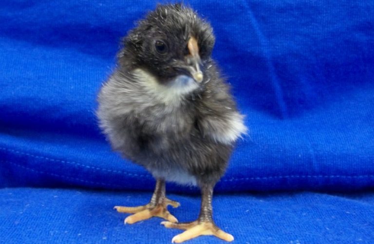 Day old Black Wyandotte Bantam Chick