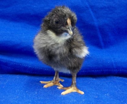 Day Old Dark Aseel Chick