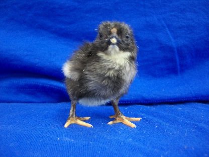 Day old Black Wyandotte Bantam Chick