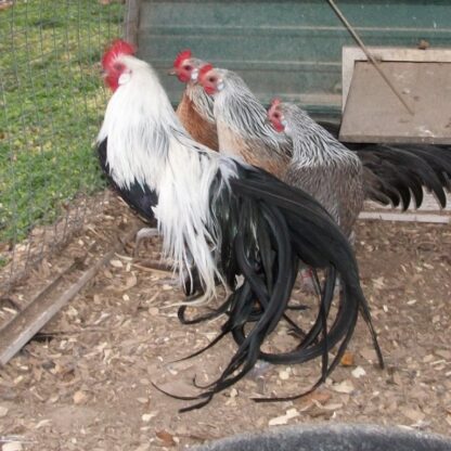 Silver Duckwing Phoenix Bantam Rooster Chicken & Hens