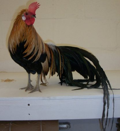 Golden Duckwing Phoenix Bantam Chicken Rooster