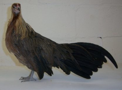 Golden Duckwing Phoenix Bantam Pullet Chicken