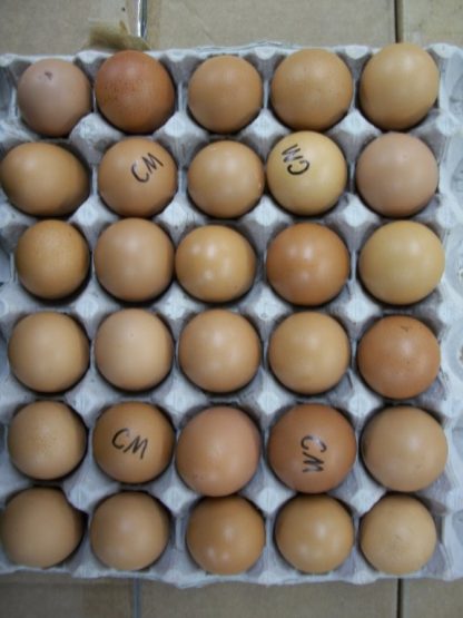 Cuckoo Marans Eggs