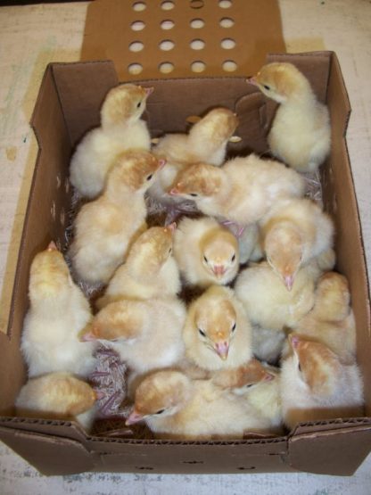 Day Old White Turkey Poults