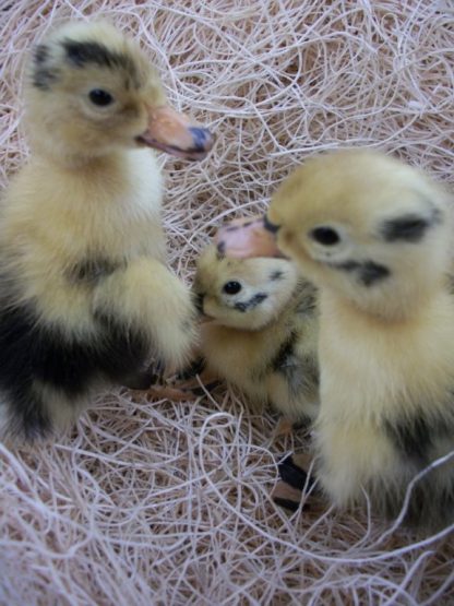 Day old Ancona Ducklings