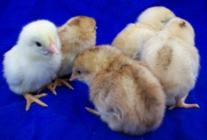 Day old Wheaten Aseel Chicks