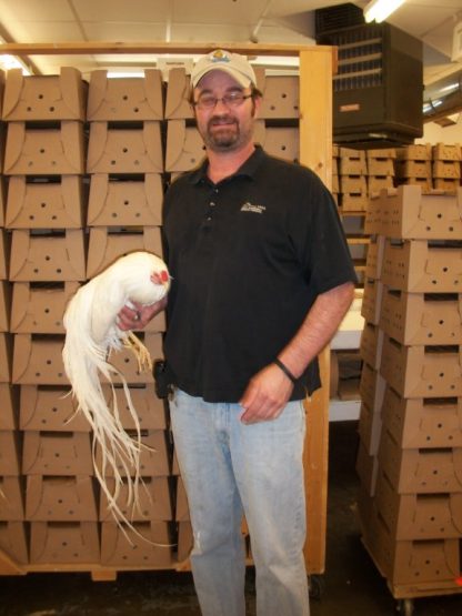 Jeff Smith holding White Yokohama Rooster Chicken