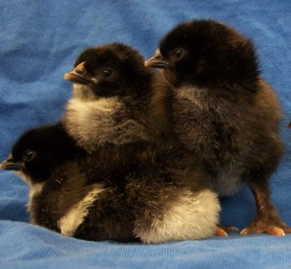 Day Old Black Copper Marans Chicks