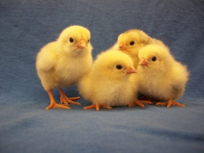 Day Old Columbian Rock Bantam Chicks