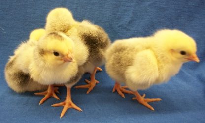 Day old Columbian Plymouth Rock Chicks