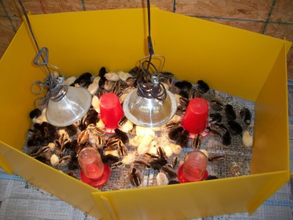 heat bulb and Heavy Duty Clamp Brood Lamp